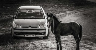 Cheval ou voiture ? Cheval ou voiture ?